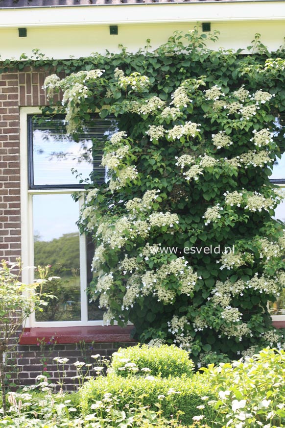 Hydrangea anomala petiolaris