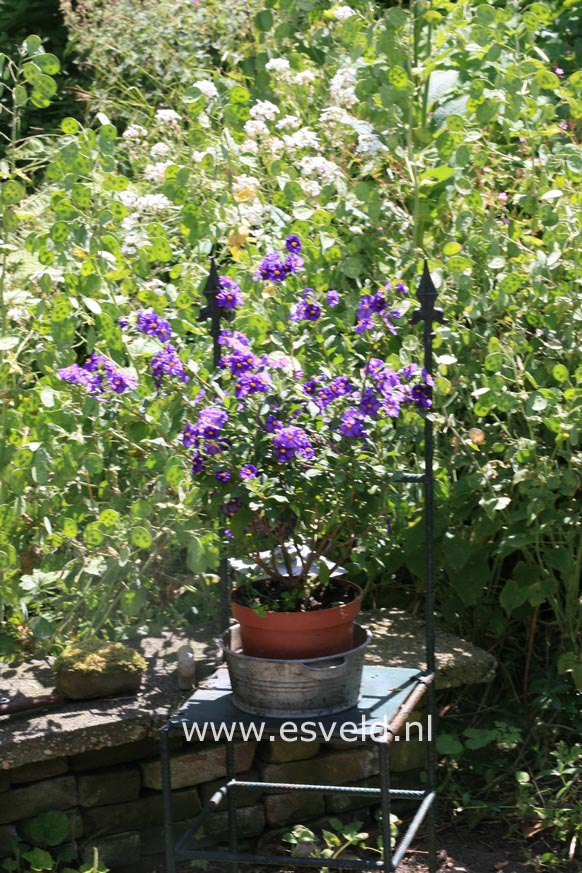 Solanum crispum 'Glasnevin'