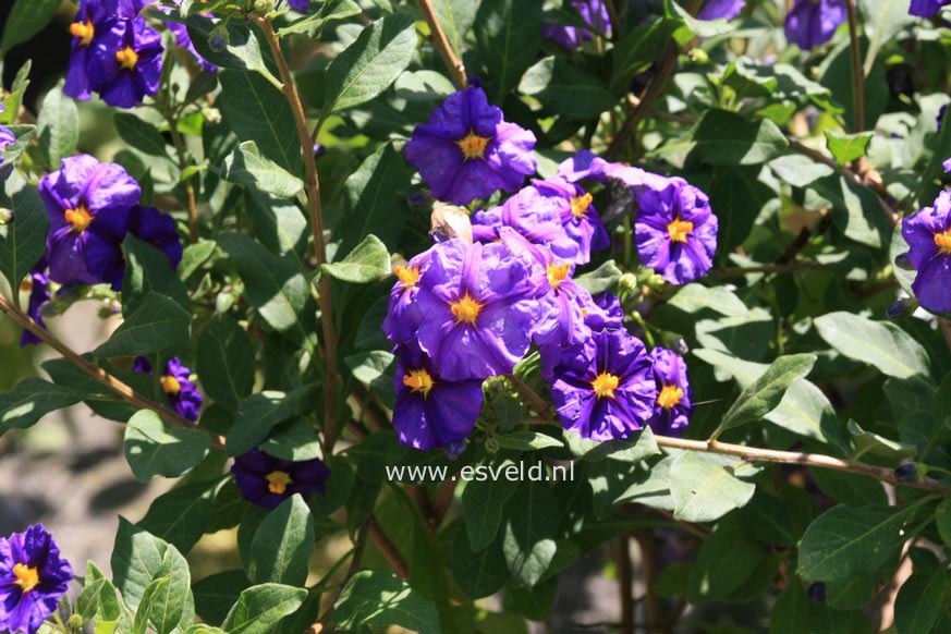 Solanum crispum 'Glasnevin'