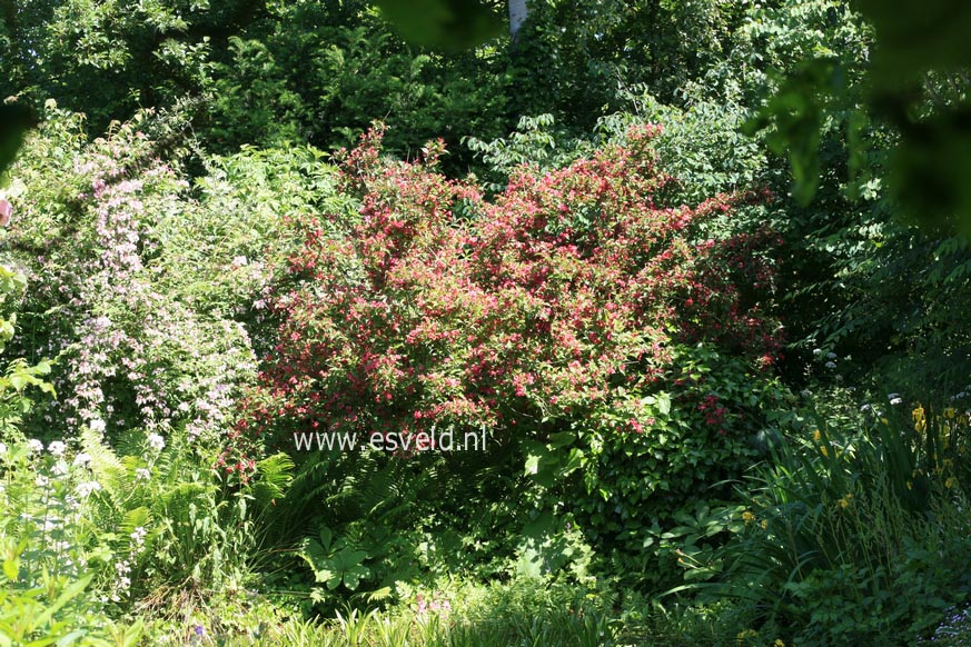 Weigela 'Bristol Ruby'