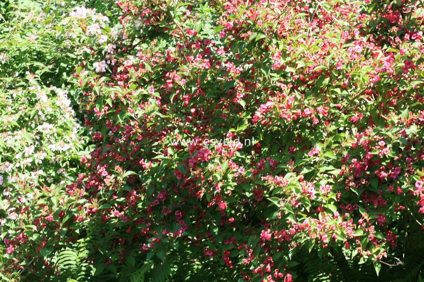 Weigela 'Bristol Ruby'