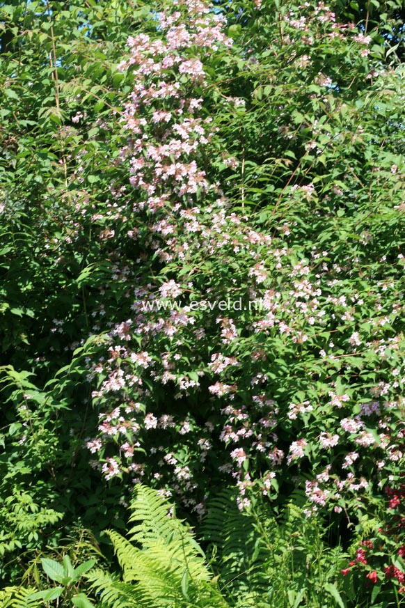 Kolkwitzia amabilis 'Pink Cloud'