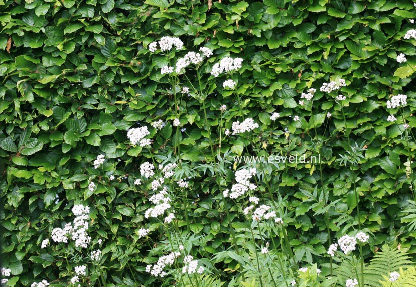 Valeriana officinalis