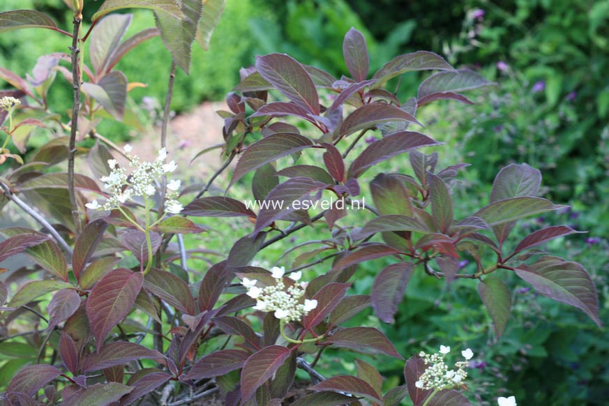 Hydrangea heteromalla 'Snowcap'