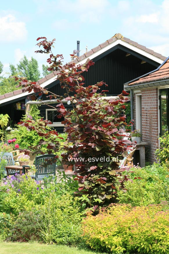 Corylus maxima 'Purpurea'