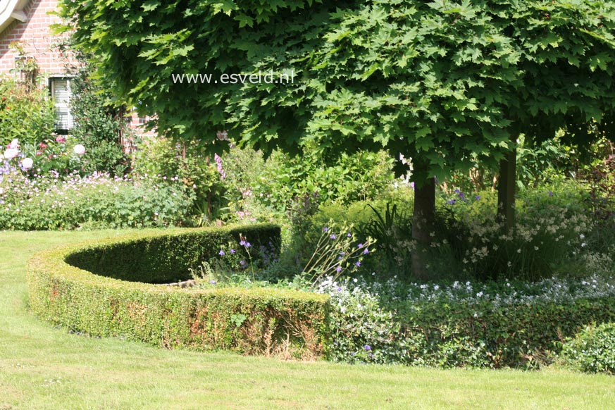 Acer platanoides 'Globosum'