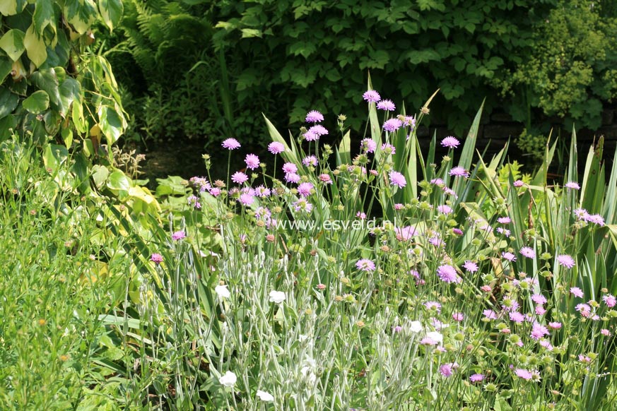 Knautia arvensis