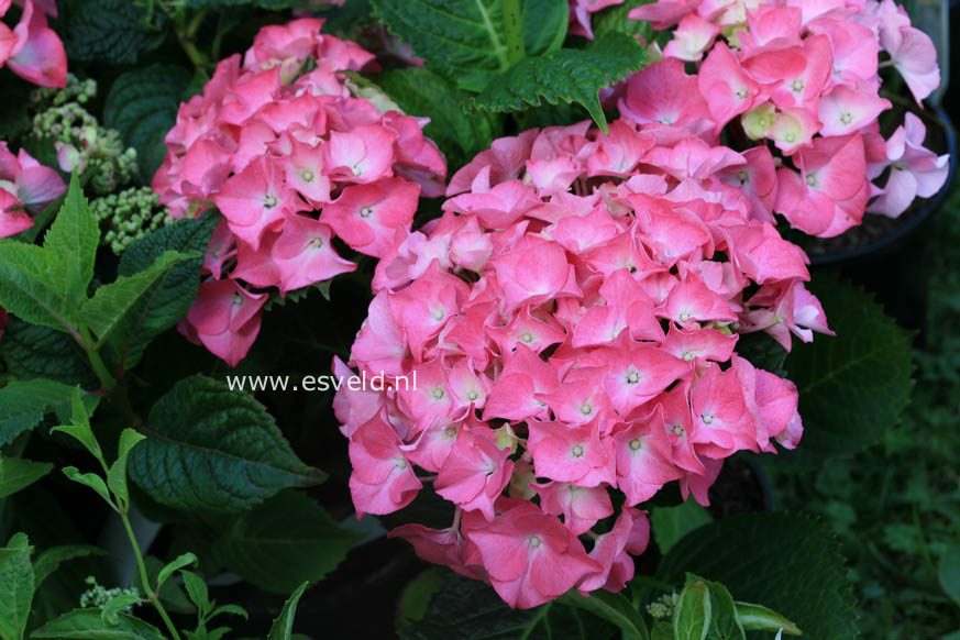 Hydrangea macrophylla 'Big Mama'