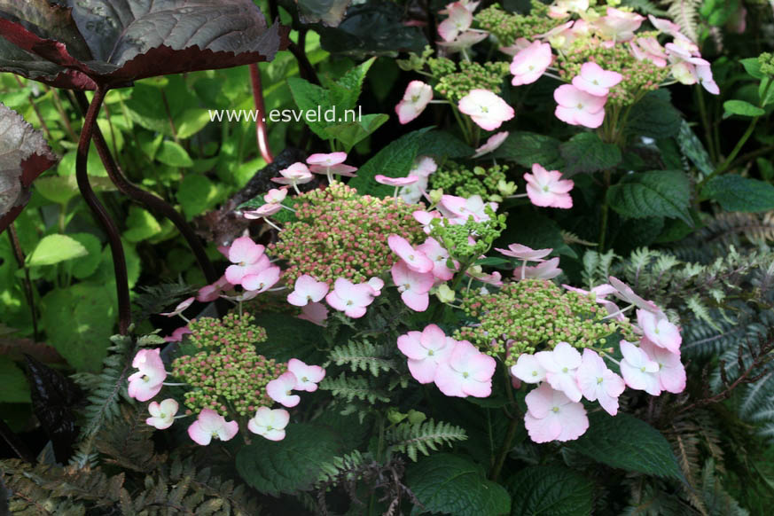 Hydrangea macrophylla 'Dancing Lady'