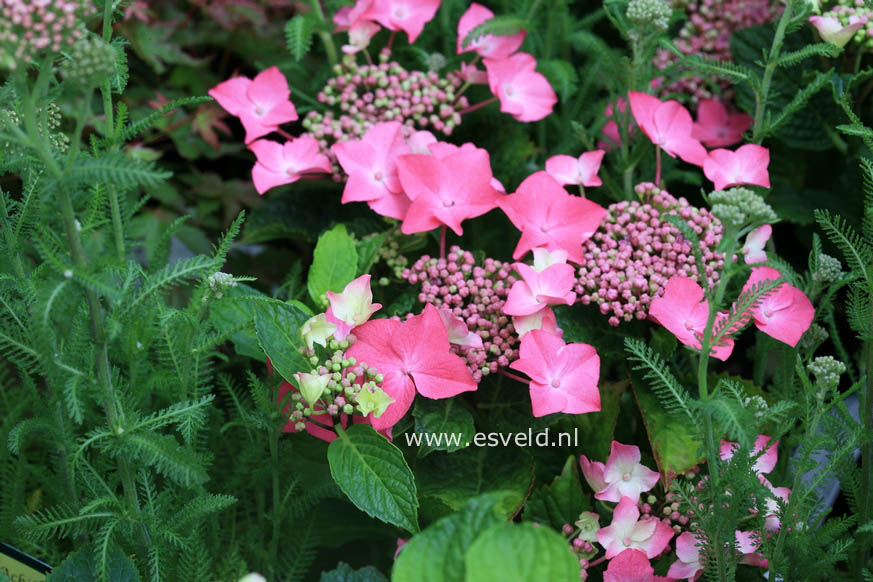 Hydrangea macrophylla 'Flamingo'