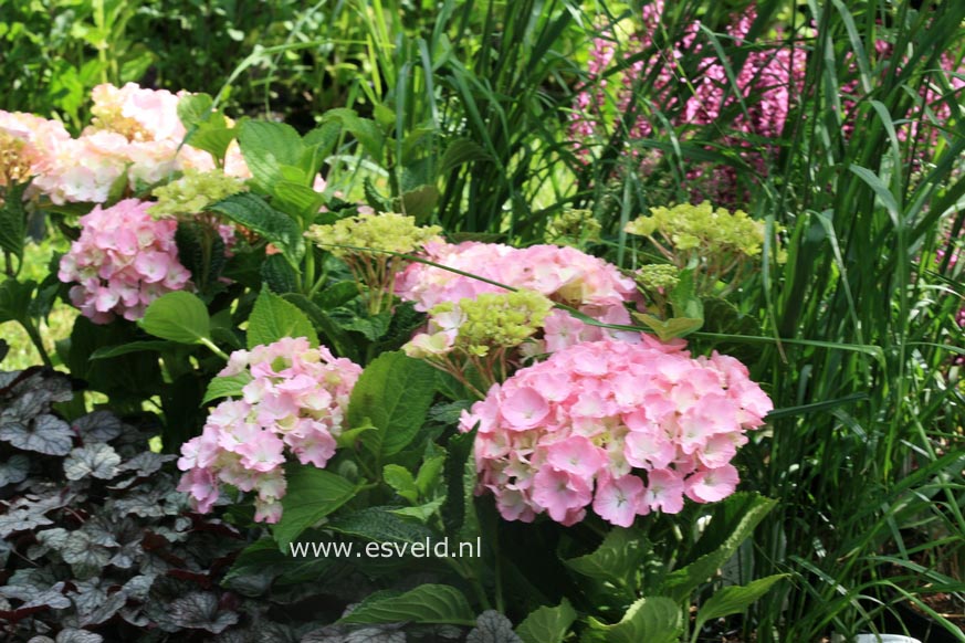 Hydrangea macrophylla 'Mme. Rene Bossard'