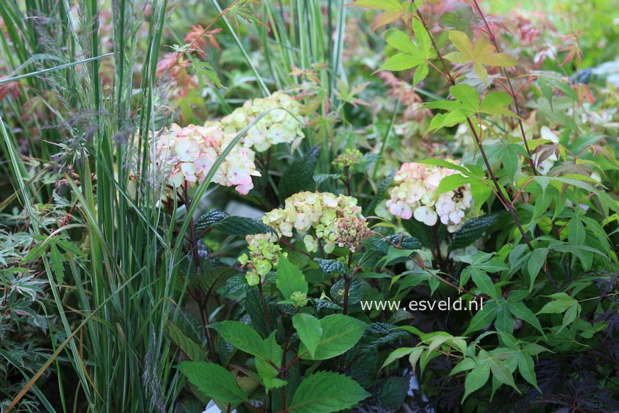 Hydrangea serrata 'Preziosa'