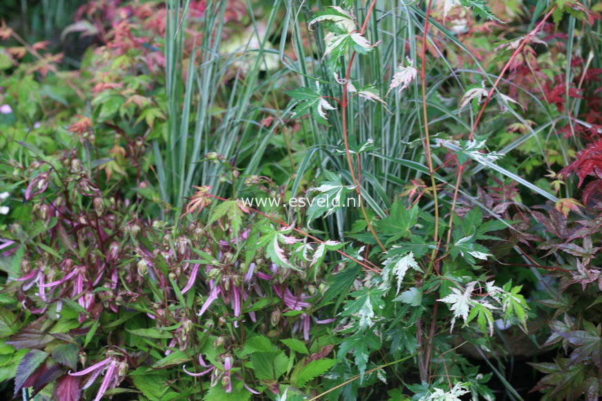 Acer palmatum 'Tsuru no mai'