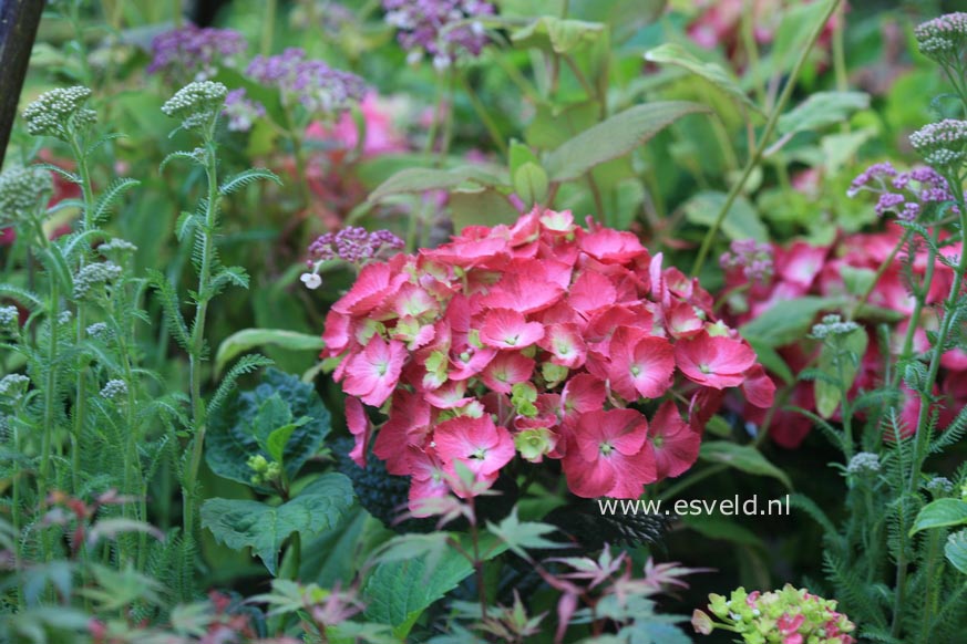 Hydrangea macrophylla 'Holehird Purple'