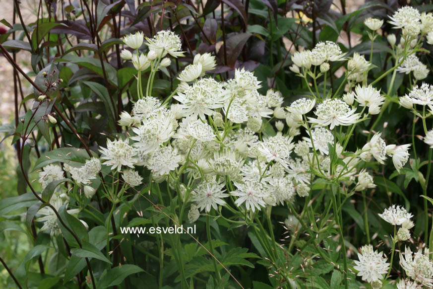 Astrantia major 'Superstar'