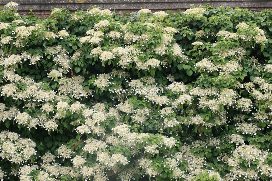 Hydrangea anomala petiolaris