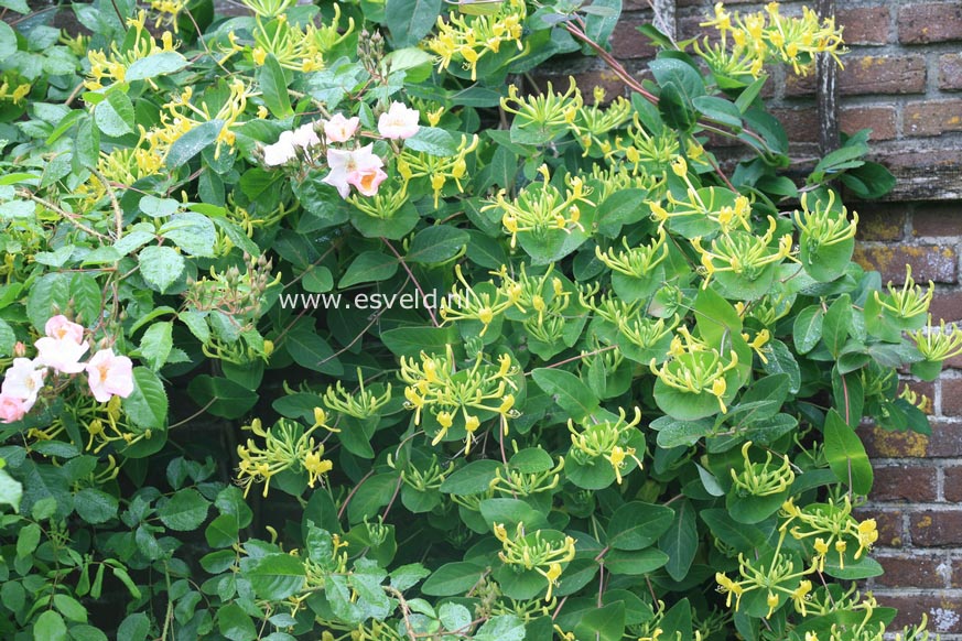 Lonicera tellmanniana