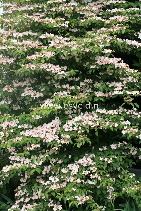 Viburnum plicatum 'Pink Beauty'