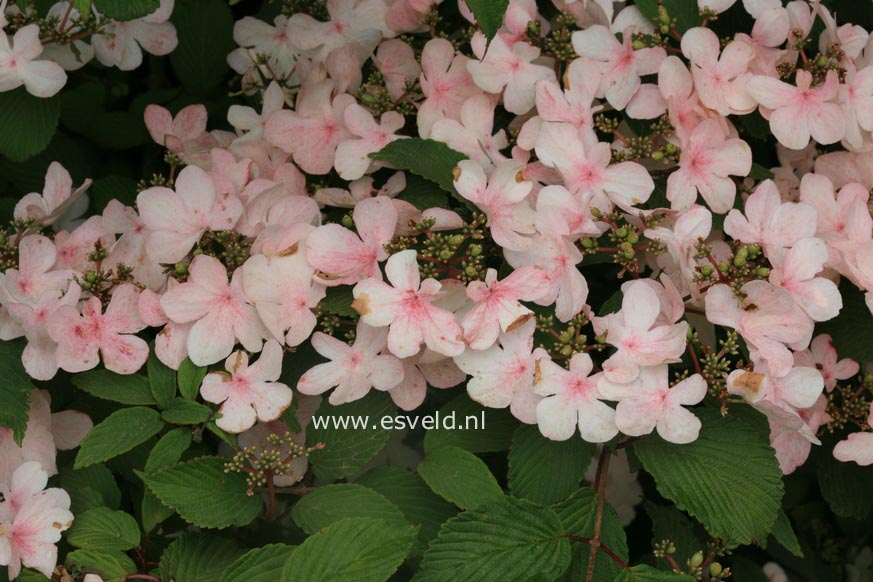 Viburnum plicatum 'Pink Beauty'