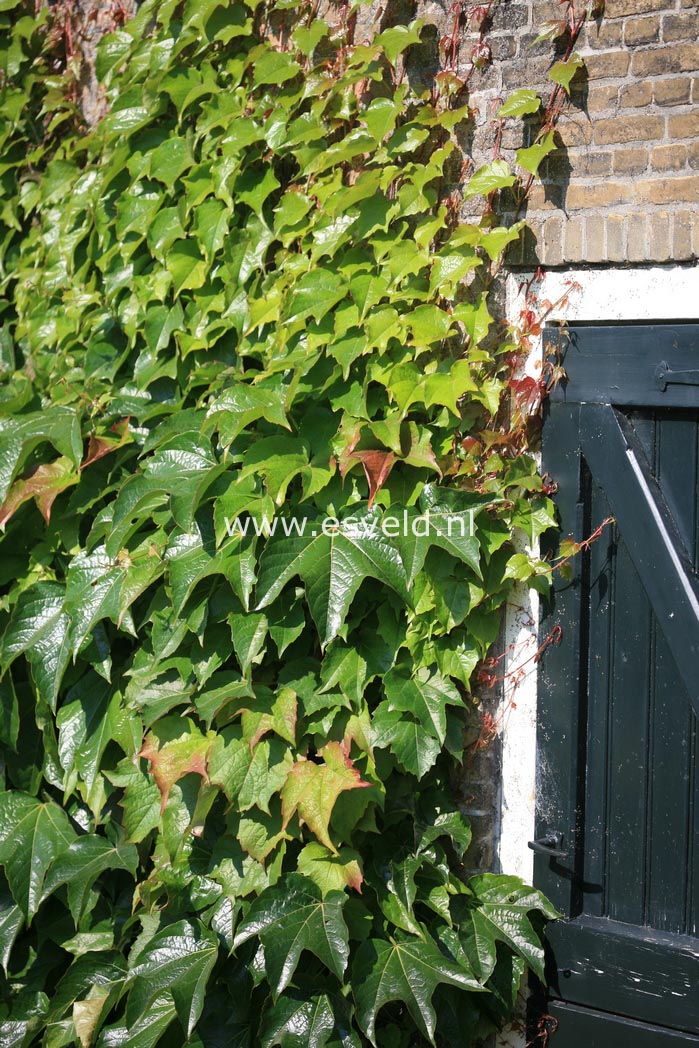 Parthenocissus tricuspidata 'Veitchii'