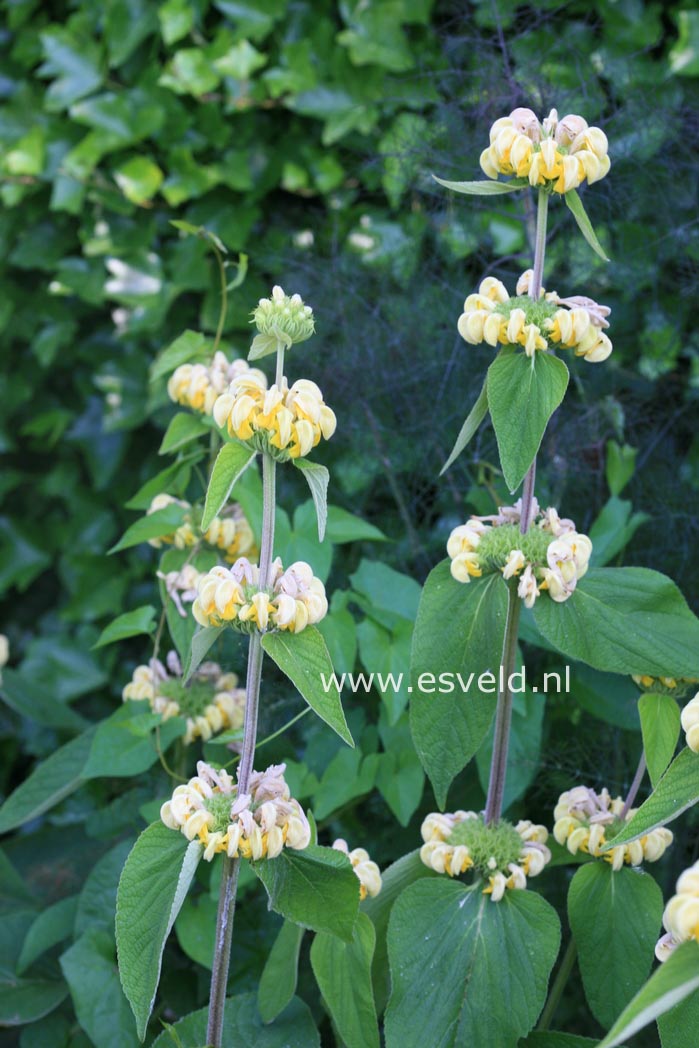 Phlomis russeliana