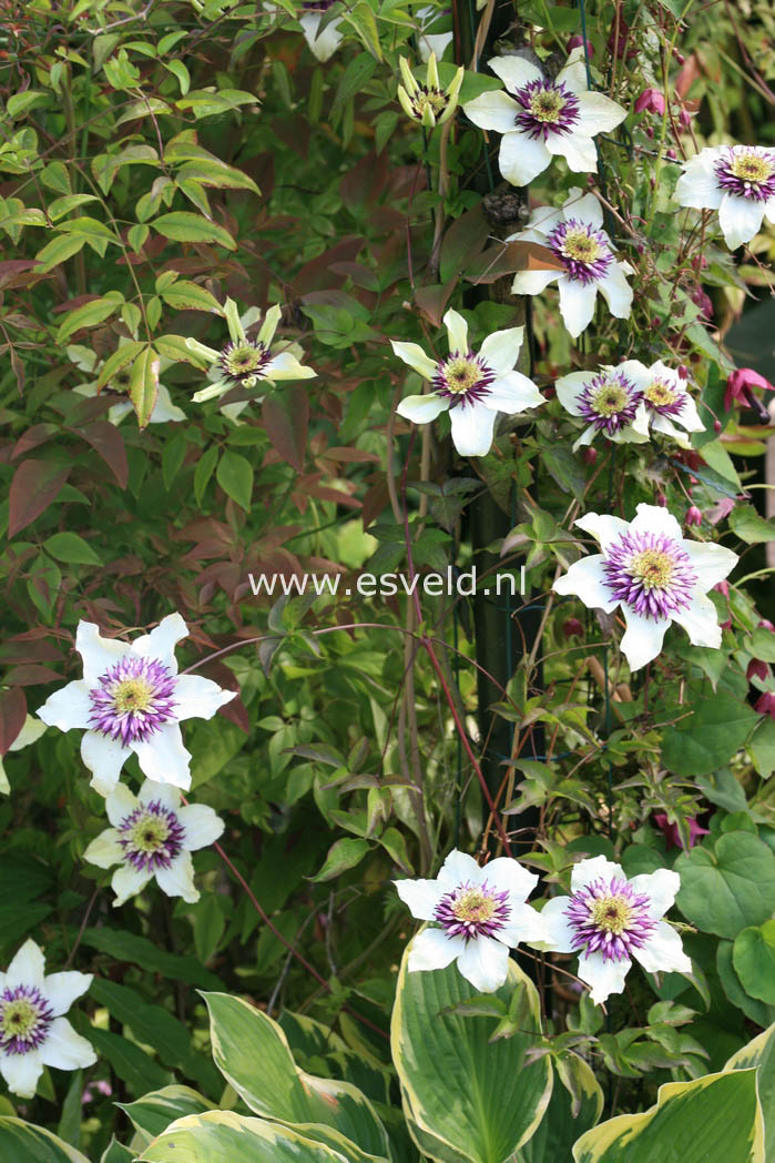 Clematis florida 'Sieboldii'