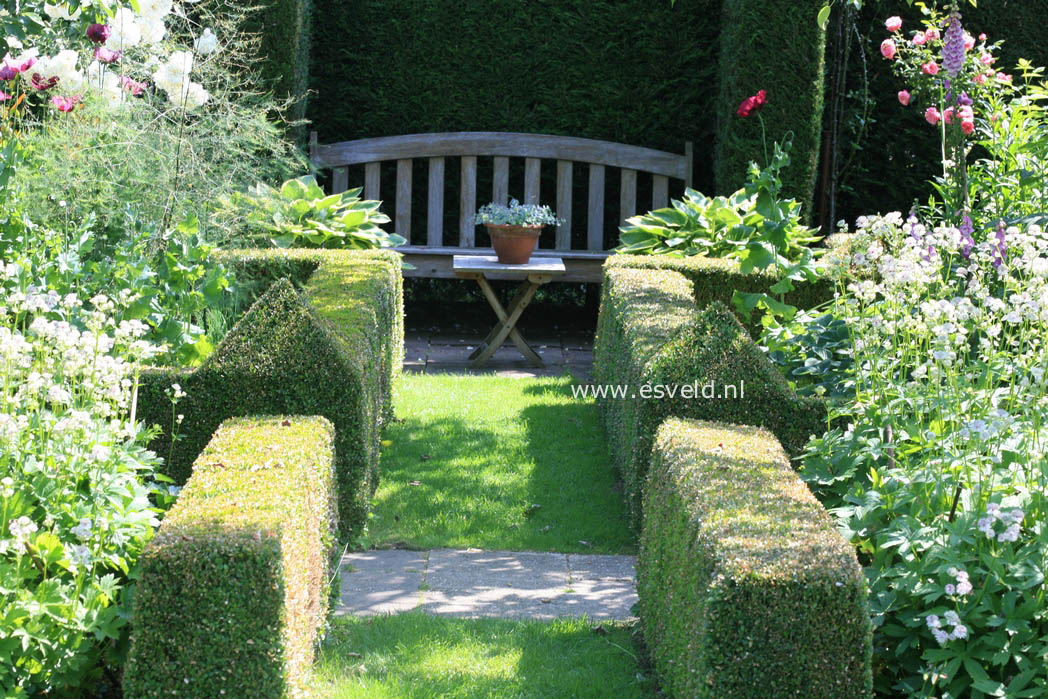 Buxus sempervirens