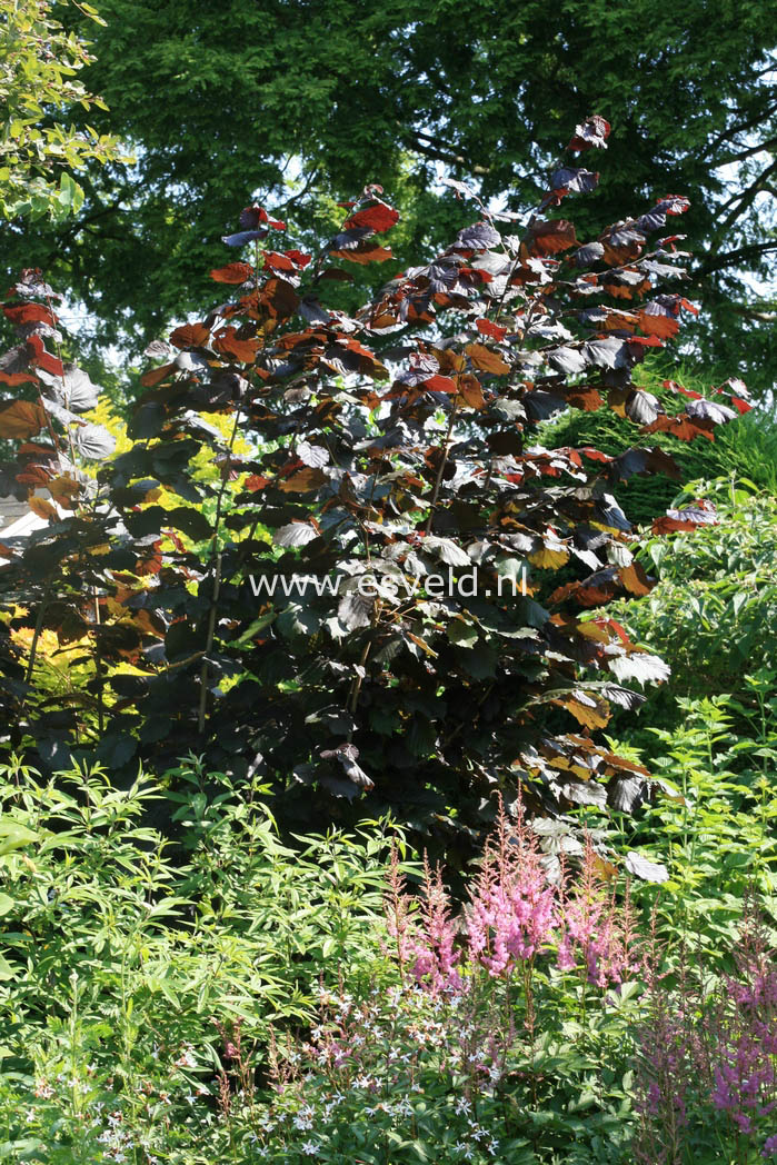 Corylus maxima 'Purpurea'