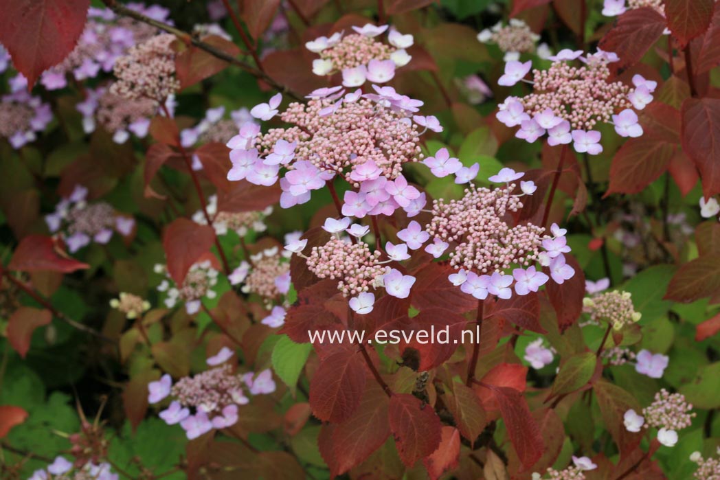 Hydrangea serrata 'Graciosa'