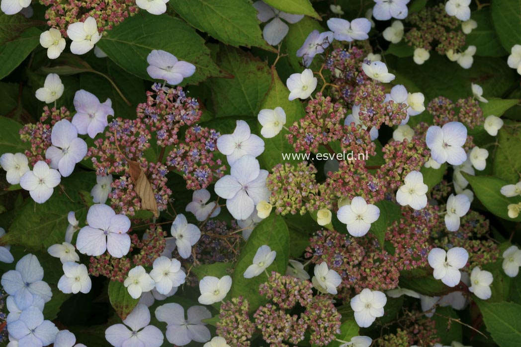 Hydrangea serrata 'Forget Me Not'