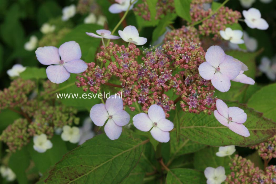 Hydrangea serrata 'Forget Me Not'