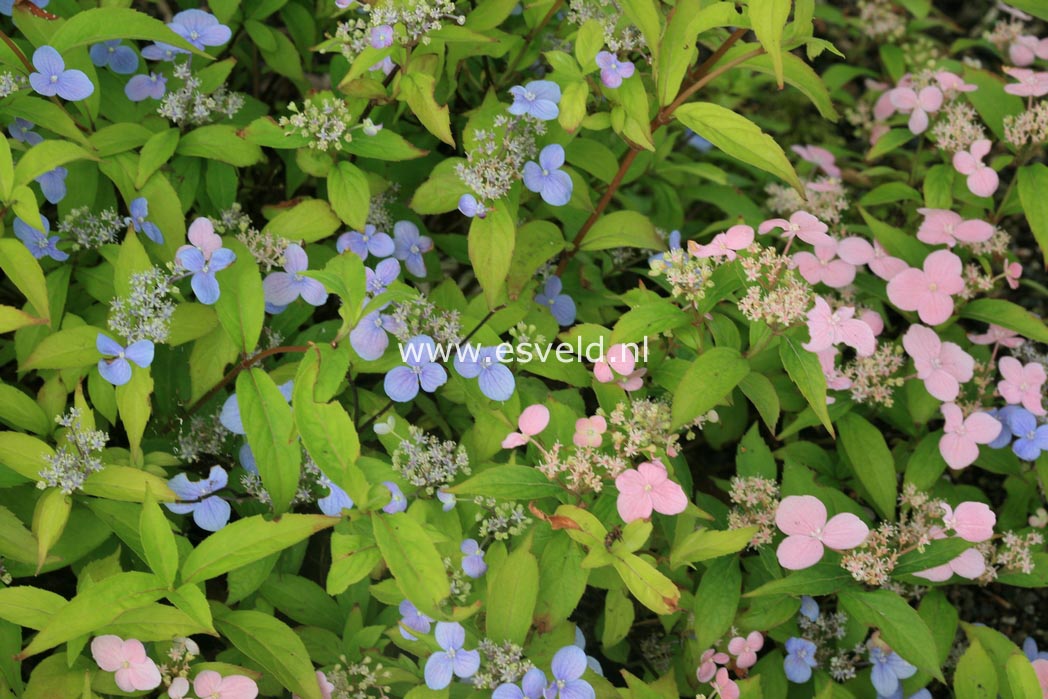 Hydrangea serrata 'Seto no tsuki'