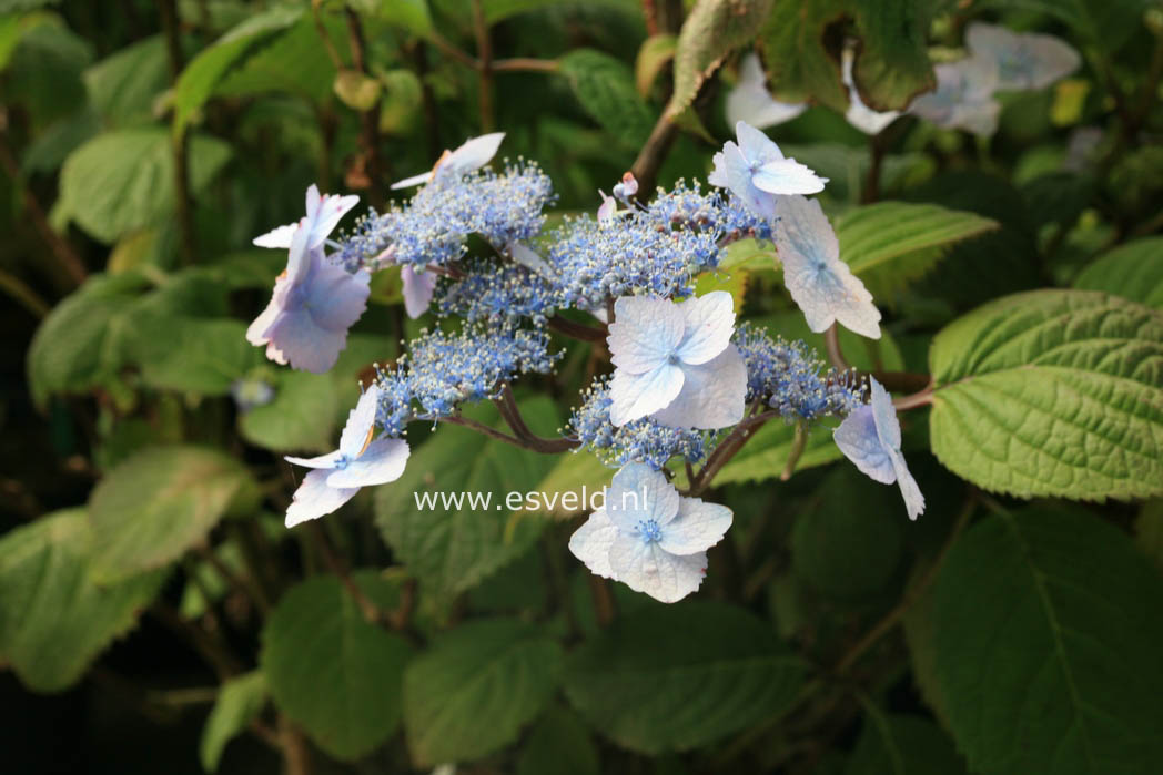 Hydrangea serrata 'Elisabeth'