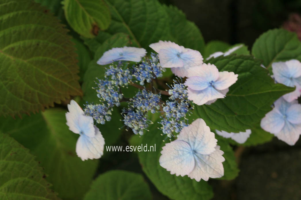 Hydrangea serrata 'Elisabeth'