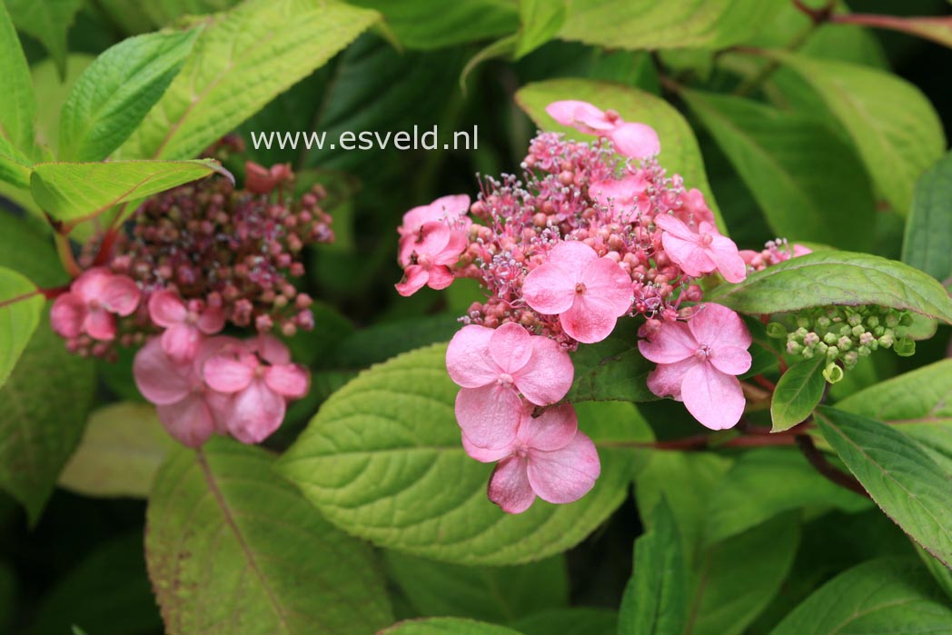 Hydrangea serrata 'Seikai'