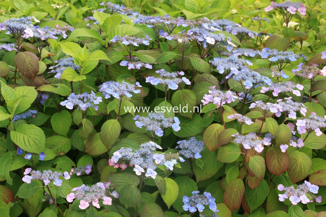 Hydrangea serrata 'Veerle'