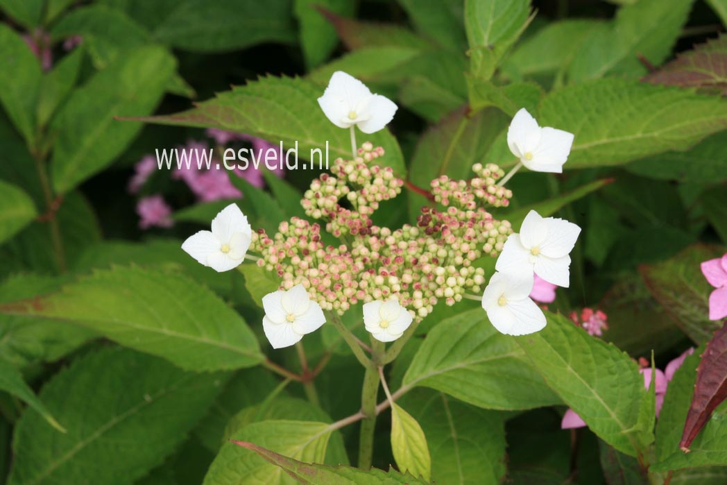 Hydrangea serrata 'Oto hime'