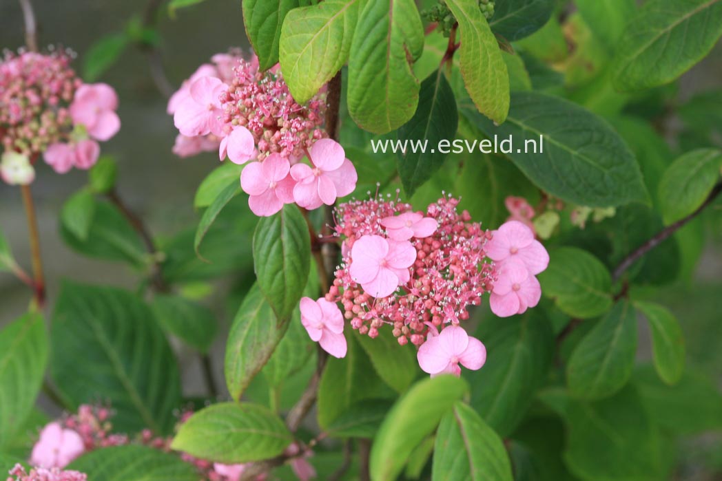 Hydrangea serrata 'Seikai'