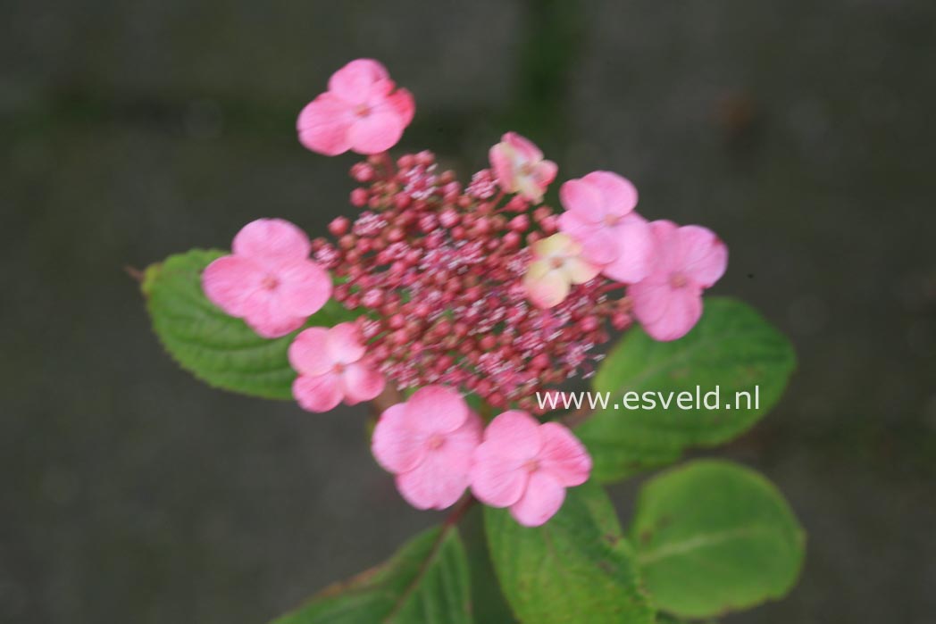 Hydrangea serrata 'Seikai'