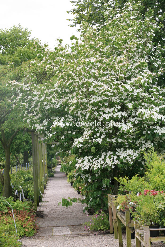 Cornus kousa 'China Girl'