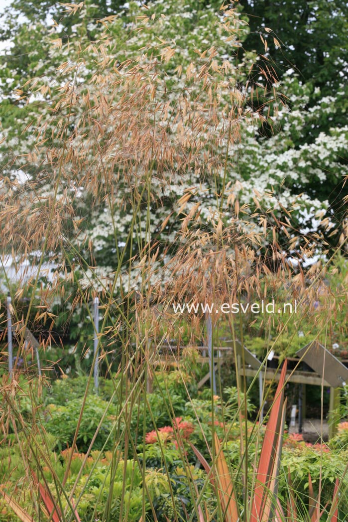 Stipa gigantea