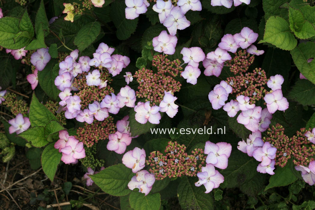 Hydrangea macrophylla 'Dancing Lady'