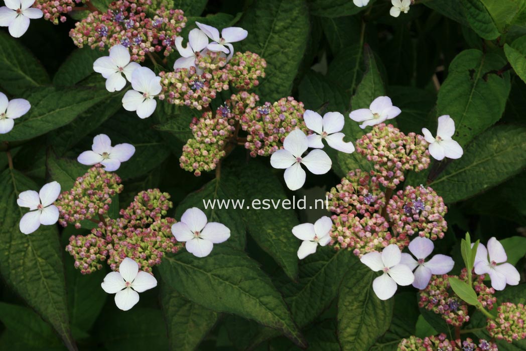 Hydrangea serrata 'Aigaku'