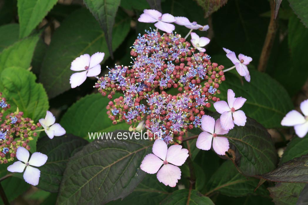 Hydrangea serrata 'Isusai jaku'