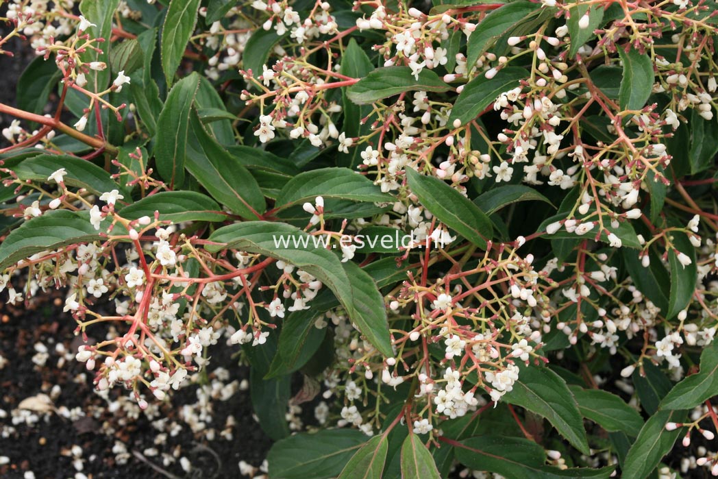 Viburnum hillieri 'Winton'