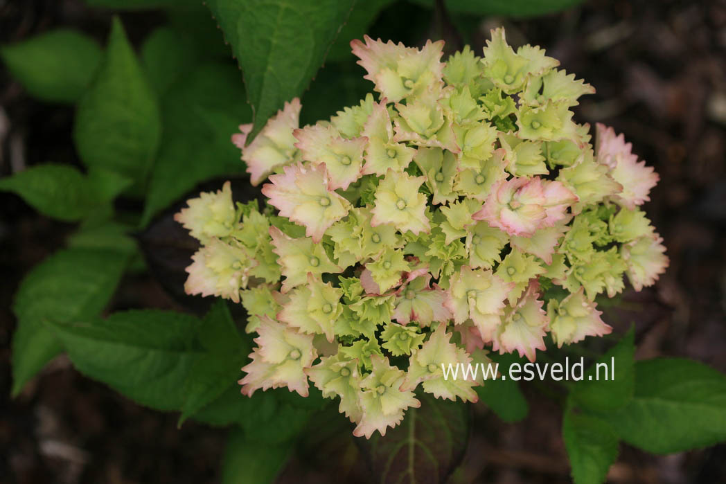 Hydrangea macrophylla 'Hortmahar' (MAGICAL HARMONY)