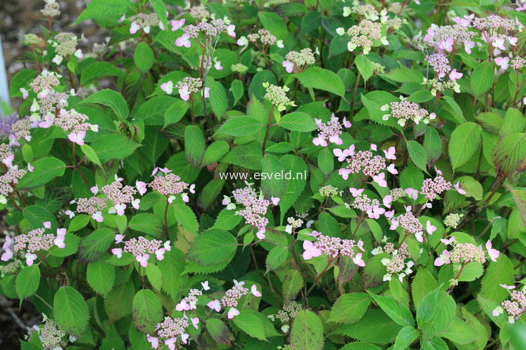 Hydrangea serrata 'Elisabeth'