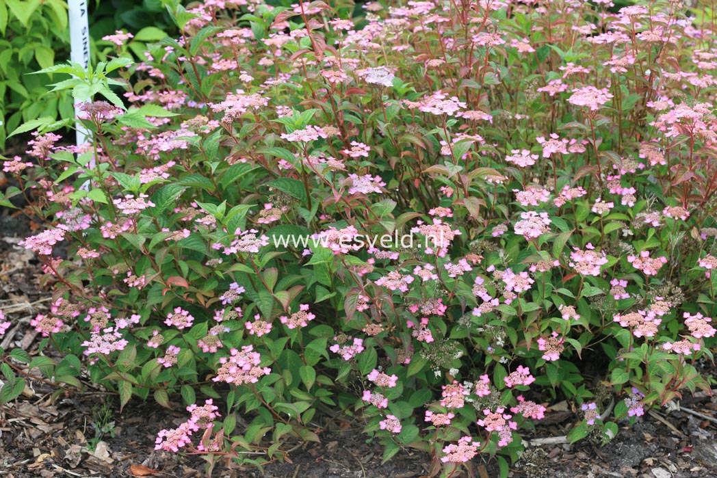 Hydrangea serrata 'Autumn Fire'