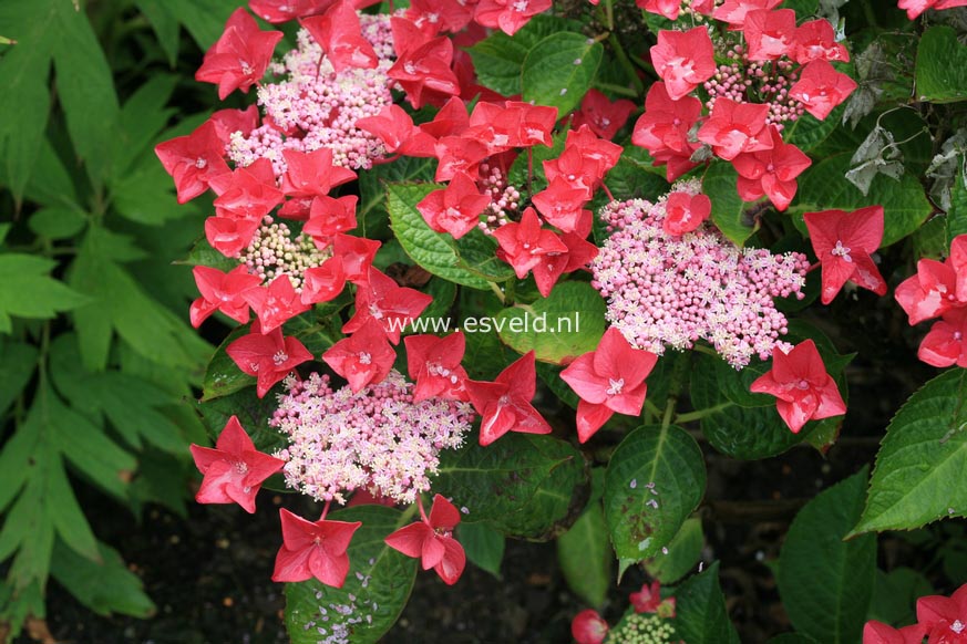 Hydrangea macrophylla 'Lady in Red'