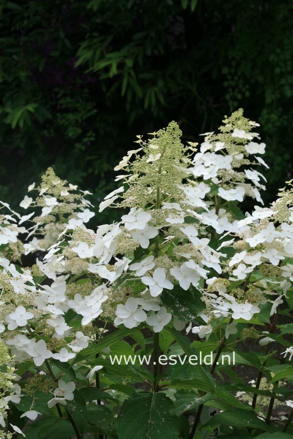 Hydrangea paniculata 'Last Post'